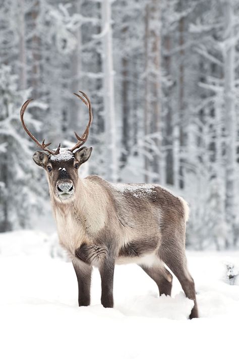 Female Reindeer, Napoleon Hill, Winter Solstice, Christmas Reindeer, Winter Christmas, Animal Photography, Animals Beautiful, Winter Wonderland, Animals Wild