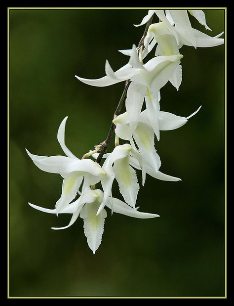 Dove Orchid, Dove Orchid Flower, White Cymbidium Orchids, Orchids White, Orchids And Moonlight, Orchid White, Colombian Orchid, White Dove, Gift Inspiration