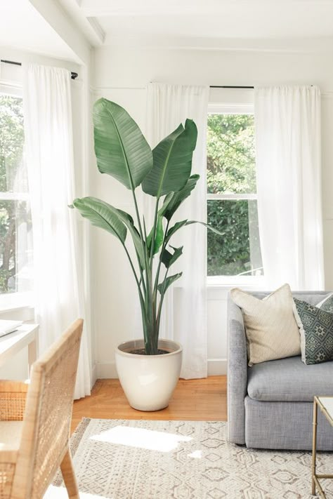 How to arrange plants in living room to make it greener, welcoming, and aesthetic? We have selected 20 fun ideas to test just before the new season. نباتات منزلية, Living Room Plants, Living Room Corner, Room Corner, Plant Decor Indoor, Bedroom Plants, House Plants Decor, Room With Plants, House Plants Indoor