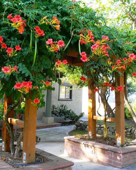 How to Grow Trumpet Vine - Watters Garden Center Fast Growing Vines, Vine Trellis, Climbing Flowers, Growing Vines, Trumpet Vine, Garden Vines, Climbing Vines, Flowering Vines, Climbing Plants