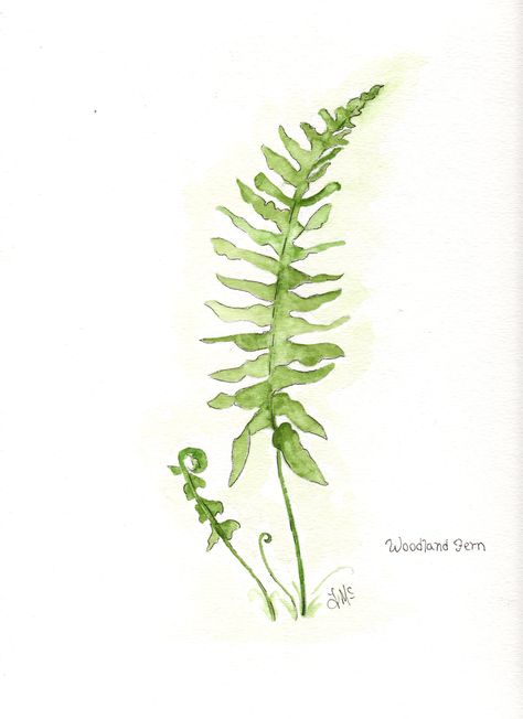 Fern Painting Watercolor, Painting Of Ferns, Watercolour Ferns Leaves, Woodland Plants Illustration, Woodland Watercolor Painting, How To Paint Ferns, Watercolor Ferns Paintings, How To Draw Ferns, Ferns Painting