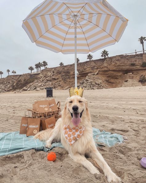 How to host a dog friendly birthday party! Packing list, goody bags, and more! Dog Beach Birthday Party, Dog Beach Party, Dog Festival, Party At The Park, Birthday Party At Park, Excited Dog, Park Birthday, Beach Birthday Party, Beach Party Decorations