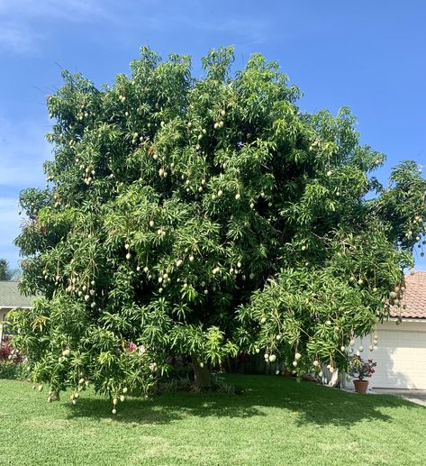 Mango Garden, Mango Farm, Mango Orchard, Mango Trees, Trees With Fruits, Mango Tree Aesthetic, Mango Tree Photography, Fruit Tree Forest, Mango Tree Images