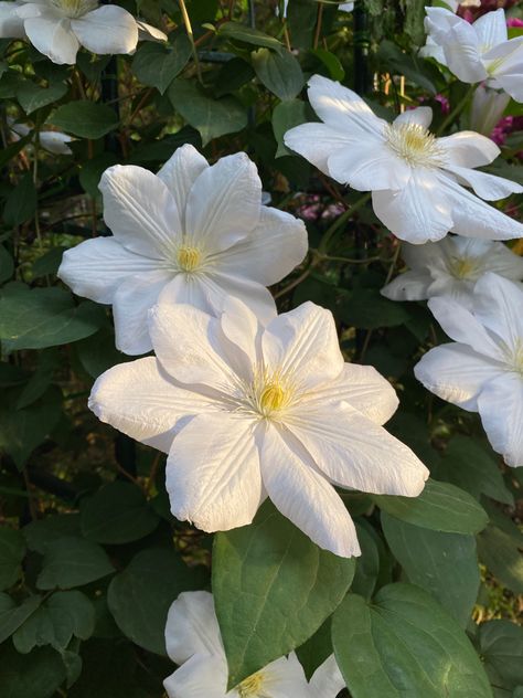 #flowers #clematis #white #aesthetic #sunset #nature #garden #travel #therapy #flowerlover #photography #spring #springtime Clematis Aesthetic, White Aesthetic Sunset, Clematis White, Travel Therapy, White Clematis, Lover Aesthetic, Photography Spring, Aesthetic Flower, Aesthetic Sunset