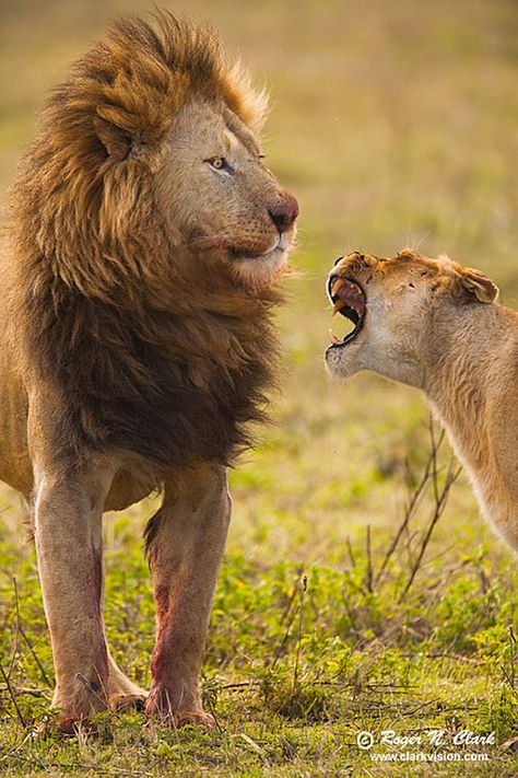 A male lion is startled by the angry lioness. By Roger N. Clark Lioness Pictures Queens, Lioness Roaring, Lioness Protecting Her King, Angry Lioness, Lion Photos, Angry Lion, Lion Lioness, Lion Africa, Canadian Animals