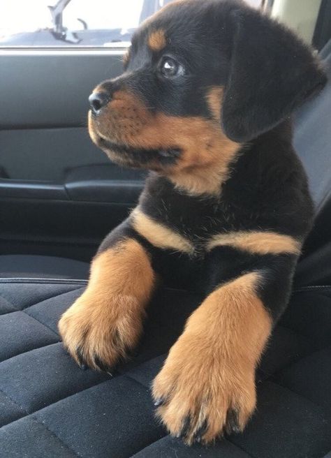 Rottweiler Lovers, Rottweiler Puppies, Cute Little Puppies, Rottweiler Dog, Baby Animals Funny, Cute Dogs And Puppies, Cute Animal Photos, A Puppy