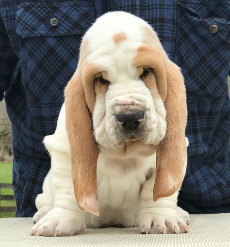 Akc Basset Hound Puppies |W. Virginia | Basset Bottom Bassets Basset Hound Tattoo, Miniature Basset Hound, Hound Tattoo, Basset Hound Puppies, Hound Dog Puppies, Puppy Girls, Teacup Pug, Basset Hound Art, Basset Dog