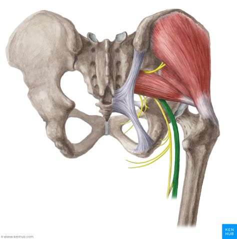 Sciatic Nerve Punkty Spustowe, Greater Trochanter, Piriformis Muscle, Eagle Pose, Piriformis Stretch, Gluteal Muscles, Piriformis Syndrome, Gluteus Medius, Nerve Pain Relief