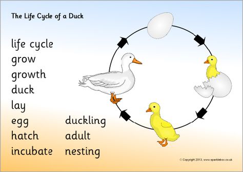 Life cycle of a duck word mat (SB9458) - SparkleBox Duck Life Cycle, Bird Life Cycle, Animals Name List, Cycle Pictures, Farm Animals Activities, Pond Animals, Pond Life, Primary School Teacher, Printable Flash Cards