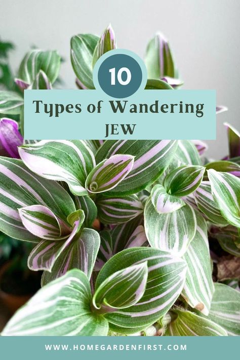 Jew Plant, Wandering Jew Plant, Wandering Jew, Succulent Garden Diy, Indoor Fun, Succulents Garden, Types Of Plants, Growing Plants, Plant Lover