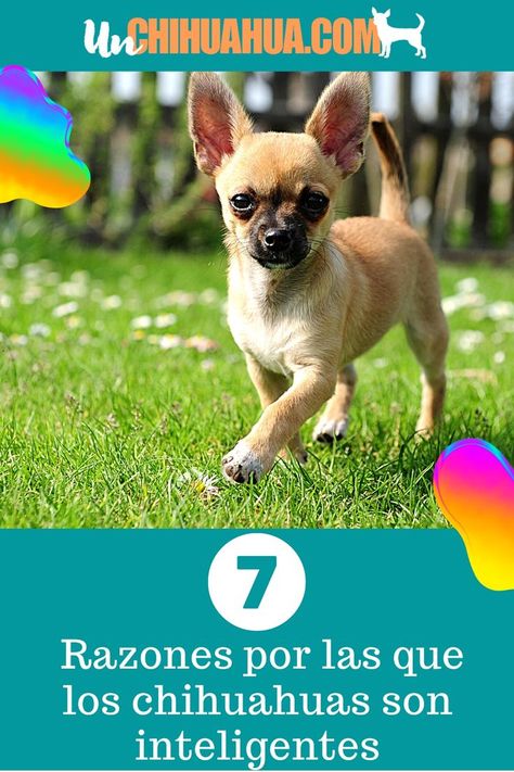 Las razones definitivas de por que los chihuahuas son inteligentes 😀 Chihuahua, Dogs