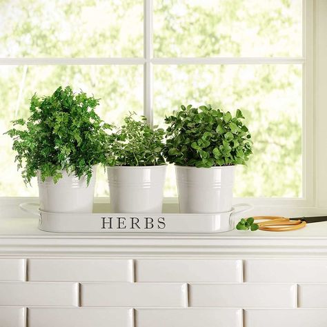 10 Best Herb Garden Planters and Kits of 2022 Windowsill Herb Garden, Herb Garden Pots, Herb Garden Planter, Herb Planters, Plant Supplies, Indoor Herb Garden, Herb Pots, Herbs Indoors, Decorative Planters