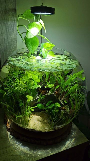 Fish Bowl Ecosystem, Ecosystem Fish Tank, Round Fish Tank Ideas, Fish Bowl Plants, Small Fish Bowl Ideas, Beautiful Fish Tanks, Beta Fish Bowl Ideas, Fishbowl Ideas, Planted Fish Bowl