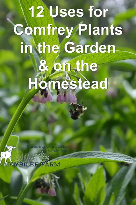 There are many uses for the comfrey plant on the homestead. Known for its ability to help wounds to heal, it also has many benefits for the garden as well. How To Harvest Comfrey, Comfrey Uses, Plant Deficiencies, Comfrey Plant, Comfrey Salve, Part Shade Plants, Farm Diy, Garden Mulch, Bee Friendly Plants