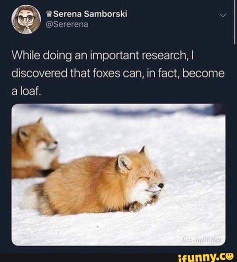 While doing an important research,! discovered that foxes can, in fact, become loaf. – popular memes on the site iFunny.co #animals #animalsnature #while #doing #important #research #discovered #foxes #can #fact #become #loaf #pic Fox Memes, Funny Animal Jokes, 웃긴 사진, Fluffy Animals, Funny Animal Memes, Animal Jokes, Cute Creatures, Funny Animal Pictures, Animal Photo