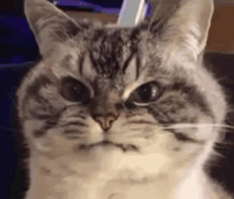 Angry Cat Gif, Annoyed Cat, Grumpy Dog, Cat Animated, Angry Animals, Amazing Gifs, Angry Cat, Funny Doodles, Cute Cats And Kittens