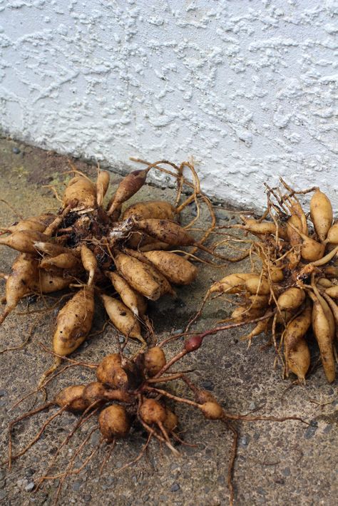 Preparing dahlias for winter | A guide to digging & storing dahlia tubers | Sage Journal Ecuadorian Food, Dahlia Tubers, Growing Dahlias, Summer Veggies, End Of Winter, Seed Saving, Flower Gardening, Clay Soil, Seasonal Garden