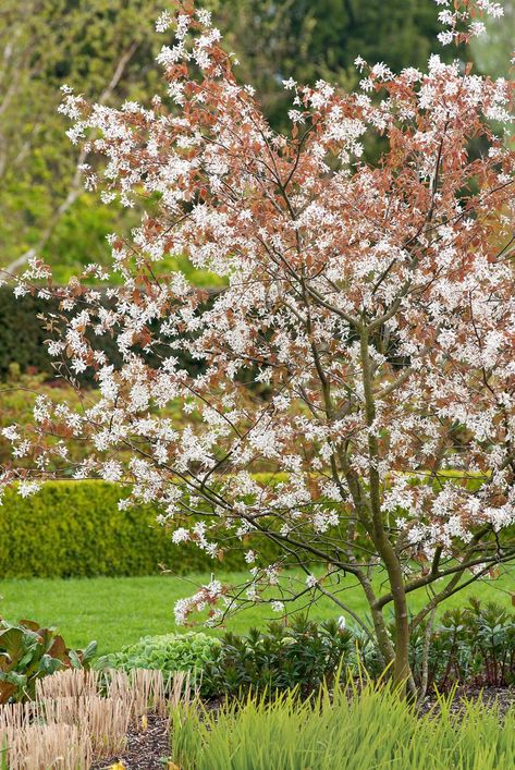 Amelanchier Lamarckii, Ideas For Small Gardens, Dream Garden Backyards, Small Trees For Garden, Fatsia Japonica, Front Lawn Landscaping, Garden Escape, Fall Garden Vegetables, London Garden