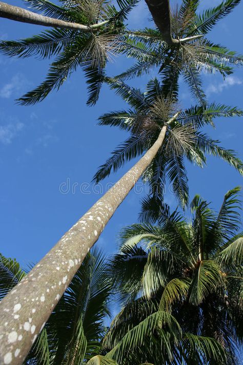 Acai Tree, Benefits Of Acai, Acai Palm Tree, Acai Benefits, Classroom Newsletter Template, Tree Palm, Sacred Tree, Healthy Oils, Acai Berry