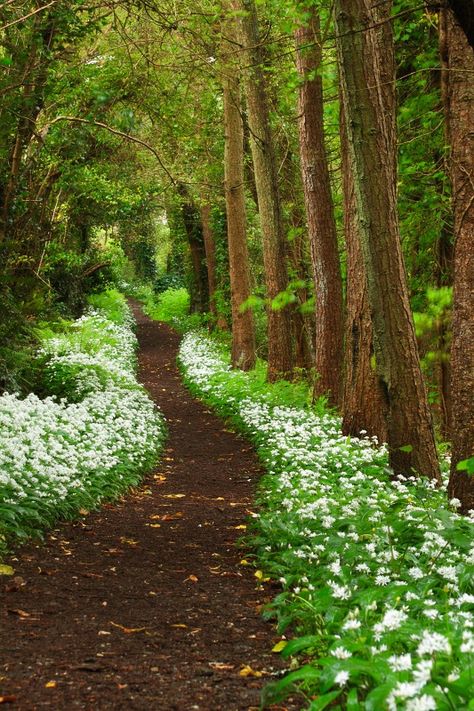 🇬🇧 Footpath and wild garlic (Cornwall, UK) by Mike Crowle cr. 숲 사진, Taman Air, 4 May, Wild Garlic, Forest Path, About Nature, Have Inspiration, Foto Tips, Woodland Garden