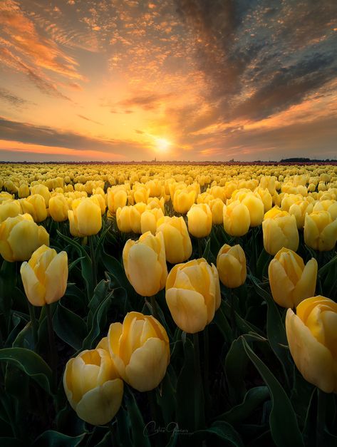 Yellow Flower Wallpaper, Photography 2023, Yellow Photography, Wallpaper Photography, Tulip Painting, Picture Places, Sunset Nature, Yellow Tulips, Photography Aesthetic