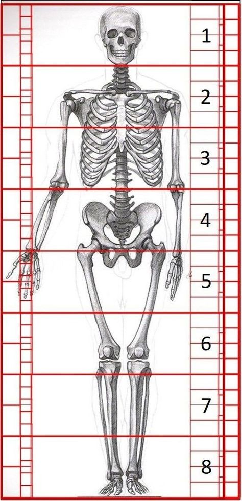 Anatomy Drawing Skeleton, Drawing Human Anatomy, Body Proportion Drawing, Drawing Skeleton, Skeleton Sketch, Learn To Draw People, Drawing Body Proportions, Drawing Proportions, Human Skeleton Anatomy