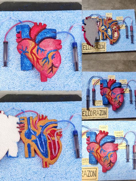 This heart model is a great demonstration of one chamber of the heart and valve. The heart has two features that keep blood flowing in the right direction. These are chambers and valves. Chambers fill with blood, then squeeze to pump the blood out. Working Model Of Circulatory System, Working Heart Model, 3d Heart Project Anatomy, Human Heart Working Model, Anatomy Project Ideas, Human Heart Model Project, 3d Heart Project, Cardiovascular System Project, Human Body Systems Projects Models