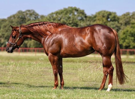 Chestnut Quarter Horse, Horse House, Ranch Horses, Quarter Horse Stallion, Aqha Horses, Ranch Horse, Horse Coat Colors, Western Horses, Palomino Horse