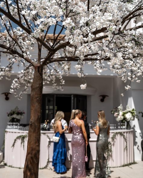 Creating an oasis of calm at your event with cherry blossom trees & a summer bar by @pedronavarro_es 🌸 #taralorimerevents #summerevents Cherry Blossom Trees, Cherry Blossom Tree, Blossom Trees, Summer Events, Cherry Blossom, Oasis, Blossom, Cherry, Trees