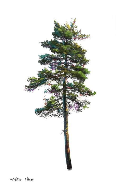 This digital print download features an Eastern White Pine photographed during a canoe trip in Northern Ontario. The tree has been isolated from its background and digital paint has been applied to bring out its vibrant colours and expressiveness. The White Pine is commonly found around Eastern Canada and North-Eastern US. These sometimes towering giants are a beloved symbol of cottage country. Forest Shrubs, Eastern White Pine Tree, Pine Illustration, White Pine Tree, Eastern White Pine, Northern Ontario, Eastern Canada, Fir Trees, Canoe Trip