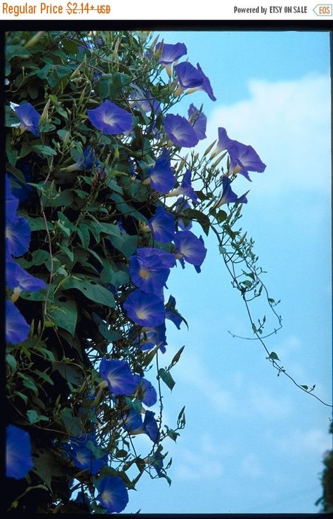 Morning Glory Seeds, Morning Glory Vine, Blue Morning Glory, Blue Morning, Garden Vines, Morning Glories, New Caledonia, Morning Glory, Caicos Islands