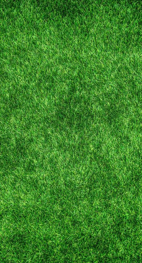 naturaleza,bosque,césped,abstracto,planta,campo Grass Photoshop, Grass Texture, Green Grass Background, Plant Texture, Grass Background, Grass Wallpaper, Wall Canvas Painting, Green Lawn, Wall Art Canvas Painting