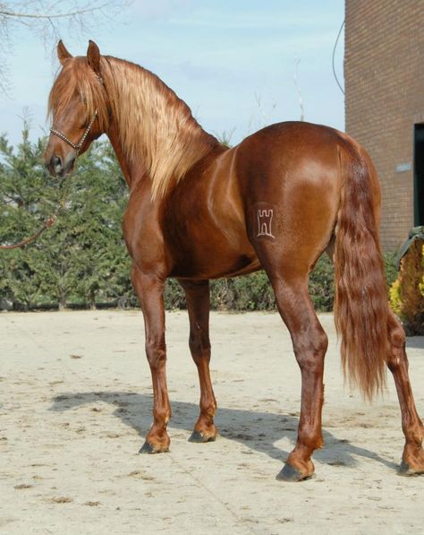 (96) Yeguada Soto Gil - Photos Horse Markings, Horse Coat Colors, Horse Dressage, Andalusian Horse, Black Horses, Most Beautiful Horses, Friesian Horse, Horse World, Majestic Horse