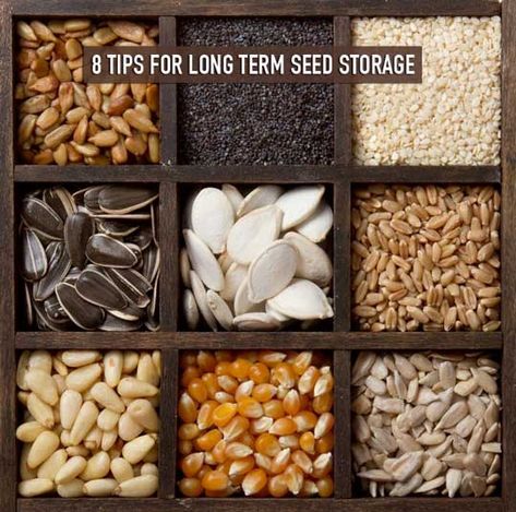 In total crisis there may be one thing that could be worth more than all of the gold and silver in the world, seeds. Seeds may end up being your lifeline in a total collapse. If you found yourself in a situation where you had to rely on your seed stores, how can you … Storing Seeds, Seed Vault, Saving Seeds, Seed Storage, Edible Seeds, Survival Gardening, Seed Bank, Seed Saving, Growing Grapes