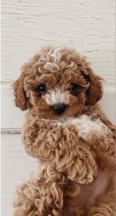 Top 10 Cutest Dog Breeds — Small Cutest Dogs We Can’t Get Enough Of: you don’t have to be a lap dog owner to value some of the daintier canine types. We want to bet that these adorable little pooches will certainly melt any type of pet lover’s heart. Top 10 Cutest Dog Breeds. Small Cutest Dogs We Can’t Get Enough Of. small cutest dogs. ... less Small Puppy Breeds, Mini Cavapoo, Mini Dogs Breeds, Pictures Of Cute Dogs, Preppy Puppy, Maltipoo Haircuts, Cutest Dog Breeds, Cutest Small Dog Breeds, Fluffy Dog Breeds