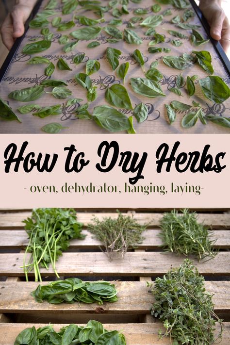 how to dry herbs by dehydrating, hanging, or laying to dry. Apartment Homesteading, Drying Fresh Herbs, Herbal Education, Preserving Herbs, Dry Herbs, Harvesting Herbs, Essential Oils Herbs, Dry Garden, Drying Dill