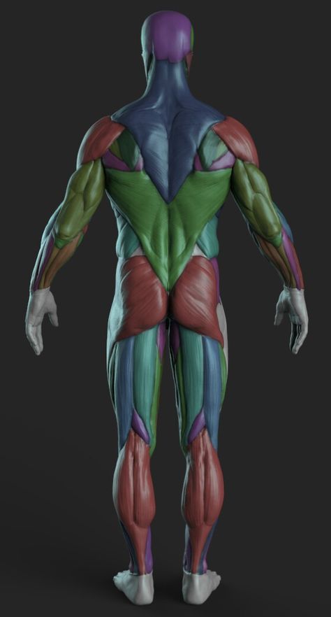 Drawing Human Anatomy, Body Muscle Anatomy, Zbrush Anatomy, 남성 근육, Human Muscle Anatomy, Human Anatomy For Artists, Anatomy Images, 3d Anatomy, Drawing Anatomy