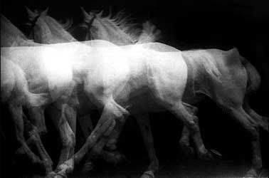 Motion Photography, Movement Photography, Eadweard Muybridge, Animal Movement, Fotografi Digital, Multiple Exposure, History Of Photography, Past Present Future, Gcse Art