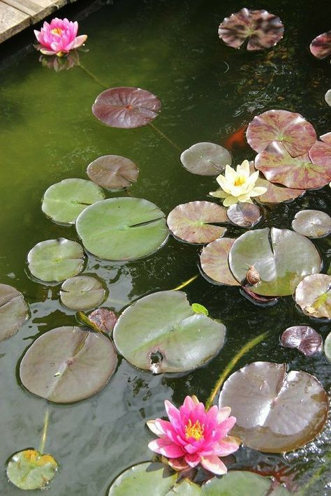 Aesthetic Photography Flowers, Waterlily Pond, Carpe Koi, Water Lilly, Flower Therapy, Lily Pond, A Pond, Pretty Plants, Water Lily