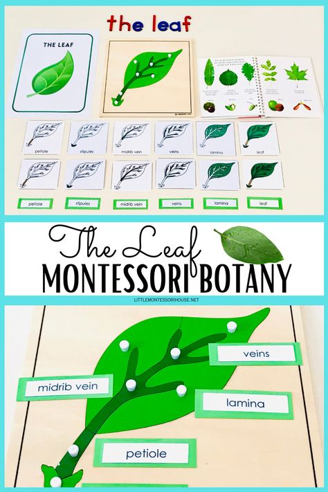 Studying botany, specifically the Leaf, is an important subject in a Montessori classroom as it helps children understand the fundamental role leaves play in plant growth and development. Children can learn about the various parts of a leaf, their functions, and how they contribute to the overall health of the plant. As children grow and develop in a Montessori primary class, they are encouraged to explore the natural world around them by exploring nature finds such as leaf. Parts Of Leaf, Montessori Printables Free, Leaf Lesson Plans, Parts Of A Leaf, Leaf Parts, Leaf Puzzle, Leaf Lessons, Leaf Activities, Montessori Botany