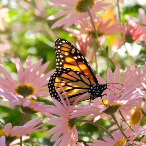 Butterflies In Flowers, Animal Widgets, Butterflies Aesthetic, Butterfly On A Flower, Wildflowers And Butterflies, Kim Smith, Fish Tank Terrarium, Spring Butterfly, Beautiful Butterfly Photography