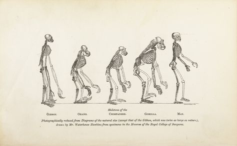 Skeletons of (from the left to right) a gibbon, orangutan, chimpanzee, gorilla, and a man, Thomas H. Huxley, Evidence as to Man's Place in Nature, 1863. Ape Anatomy, Ape Skeleton, Comparative Anatomy, Tea Stained Paper, Early Humans, Animal Anatomy, Human Anatomy And Physiology, Printable Animals, Natural Selection