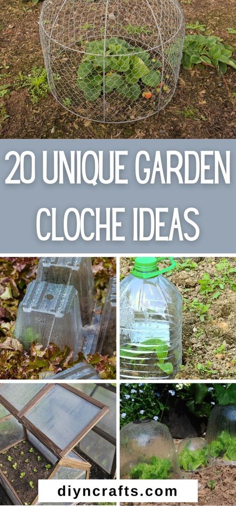 Protect your growing plants from weather and pests with these 20 clever cloche ideas! Find easy DIY hacks and where to buy them ready-made. Frost Protection For Plants, Cloche Ideas, Garden Cloche, Greenhouse Cover, Upcycled Ideas, Easy Diy Hacks, Garden Netting, Upcycle Garden, Greenhouse Plants