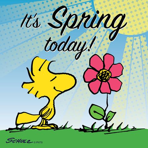 1st day of Spring :) Humour, 1st Day Of Spring, Woodstock Peanuts, Spring Quotes, Snoopy Funny, Snoopy Images, Peanuts Cartoon, Snoopy Quotes, Snoopy Pictures