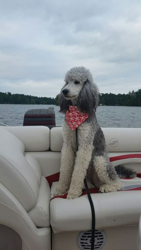 Grey Poodle, Poodle Hair, Poodle Haircut, Poodle Puppy Standard, Poodle Dogs, Tattoo Nature, Poodle Cuts, Animals Tattoo, Pretty Poodles