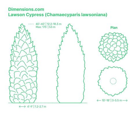 The Lawson Cypress (Chamaecyparis lawsoniana), also known as the Port Orford Cedar, is an evergreen coniferous tree that can live for hundreds of years. The Lawson Cypress is native to both Oregon and northwestern California in the United States, found in valleys and along streams. Downloads online #cypress #trees #plants Chamaecyparis Lawsoniana, Port Orford Cedar, Conifer Trees, Garden Design Plans, Cypress Trees, Photosynthesis, Reminder Quotes, Types Of Plants, Garden Design