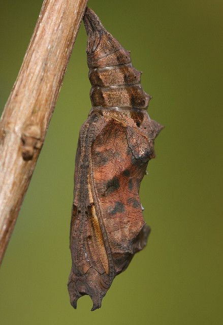 Comma butterfly pupa | Flickr - Photo Sharing! Comma Butterfly, Butterfly Pupa, Stages Of A Butterfly, Butterfly Chrysalis, Types Of Insects, Butterfly Photos, Arthropods, Arachnids, Brno