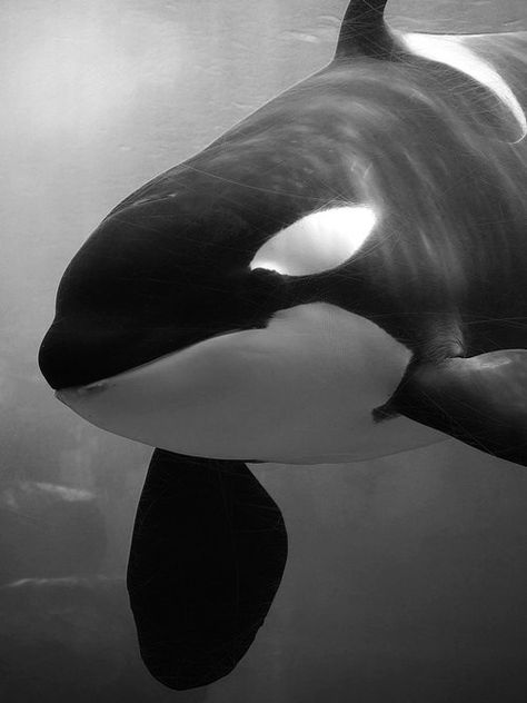 Beautiful Black and white. Orcas, so immensely vibrant and beautiful creatures in their natural state. Sea Objects, Dolphin Family, Free Willy, Orca Whale, Orca Whales, Killer Whale, Marine Mammals, Killer Whales, Ocean Creatures