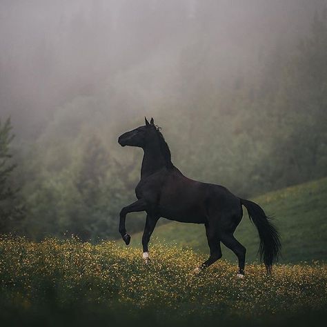 Horses Friesian, Horse Palomino, Photography Animals, Horse Dressage, Blue Roan, Andalusian Horse, Equine Photographer, Wild Mustangs, Black Horses