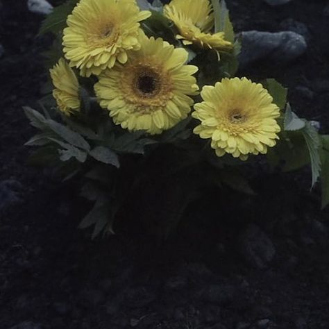 #jumpsuit #twentyonepilots #trench Trench Aesthetic Twenty One Pilots, Trench Twenty One Pilots Aesthetic, Twenty One Pilots Trench Aesthetic, Trench Twenty One Pilots, Trench Aesthetic, Twenty One Pilots Trench, Twenty One Pilots Albums, Yellow Gerbera, Twenty One Pilots Art